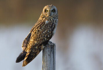 Velduil, Short-eared Owl, Asio flammeus
