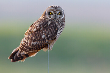 Velduil, Short-eared Owl, Asio flammeus