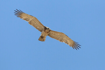 Slangenarend, Short-toed Eagle, Circaetus gallicus