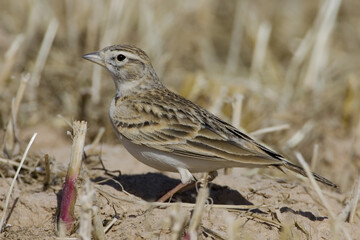 Short-toed Lark, Kortteenleeuwerik, Calandrella brachydactyla