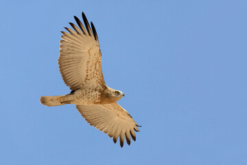 Slangenarend, Short-toed Eagle, Circaetus gallicus