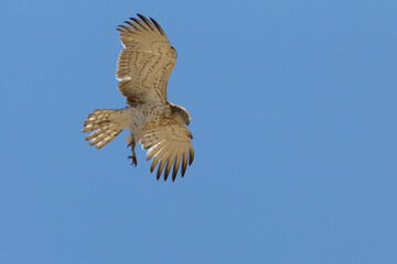 Slangenarend, Short-toed Eagle, Circaetus gallicus