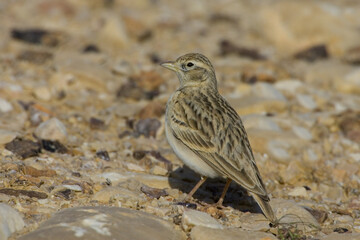Short-toed Lark, Kortteenleeuwerik, Calandrella brachydactyla