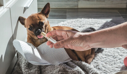 Chihuahua eating from a syringe.  Dog with phantom pregnancy.