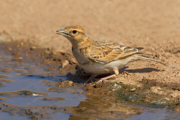 Kortteenleeuwerik, Short-toed Lark, Calandrella brachydactyla