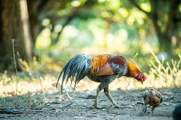 A beautifully standing cock