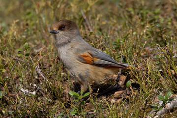 Taigagaai, Siberian Jay, Perisoreus infaustus