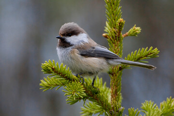 Bruinkopmees, Grey-headed Chickadee, Poecile cinctus