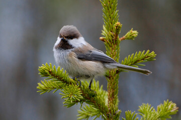 Bruinkopmees, Grey-headed Chickadee, Poecile cinctus