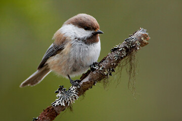 Bruinkopmees, Grey-headed Chickadee, Poecile cinctus