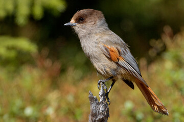 Taigagaai, Siberian Jay, Perisoreus infaustus