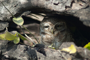 Spotted owlet Athene brama hidding in a tree hole. Keoladeo Ghana National Park. Bharatpur. Rajasthan. India.