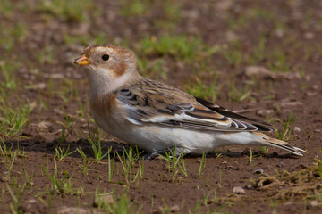Sneeuwgors, Snow Bunting, Plectrophenax nivalis