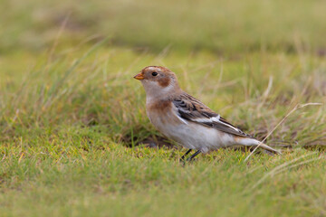 Sneeuwgors, Snow Bunting, Plectrophenax nivalis