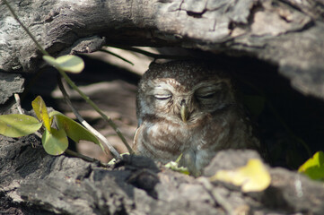 Fototapeta na wymiar Spotted owlet Athene brama hidding in a tree hole. Keoladeo Ghana National Park. Bharatpur. Rajasthan. India.