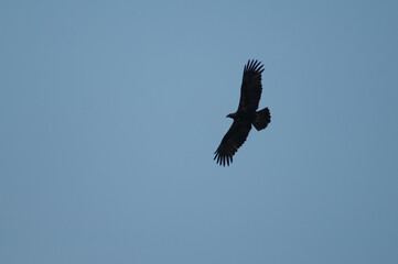 Steppe eagle Aquila nipalensis in flight. Keoladeo Ghana National Park. Bharatpur. Rajasthan. India.