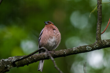 Fototapeta premium Chaffinch, a bright bird, sings among the green foliage. City birds. Blurred background. Wildlife. Spring. Close-up.