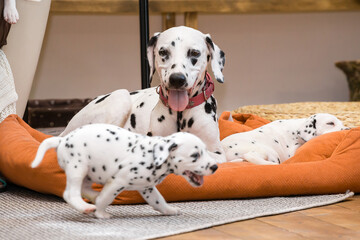 Mom Dalmatian dog surrounded by her puppies