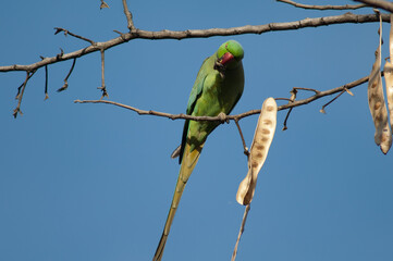 Male rose-ringed parakeet Psittacula krameri eating. Keoladeo Ghana National Park. Bharatpur. Rajasthan. India.
