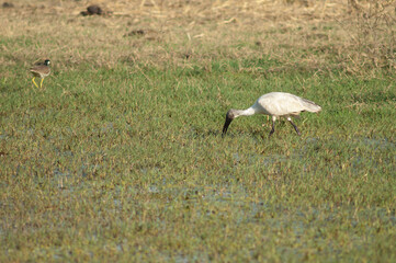 Black-headed ibis Threskiornis melanocephalus searching for food. Keoladeo Ghana National Park. Bharatpur. Rajasthan. India.