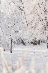 snow covered trees in winter