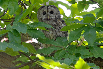 Tawny Owl, Bosuil, Strix aluco