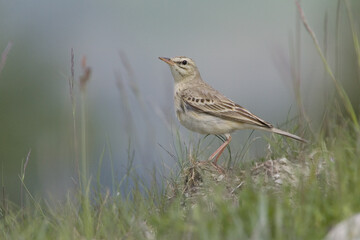 Fototapeta premium Tawny Pipit, Duinpieper, Anthus campestris