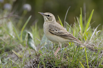 Tawny Pipit, Duinpieper, Anthus campestris