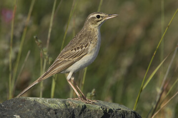 Tawny Pipit, Duinpieper, Anthus campestris