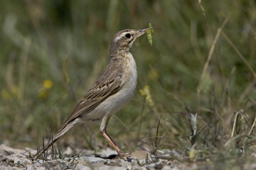 Tawny Pipit, Duinpieper, Anthus campestris