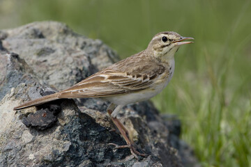 Tawny Pipit, Duinpieper, Anthus campestris