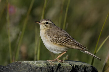 Tawny Pipit, Duinpieper, Anthus campestris