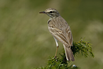 Tawny Pipit, Duinpieper, Anthus campestris