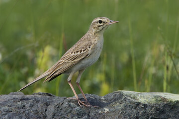 Tawny Pipit, Duinpieper, Anthus campestris