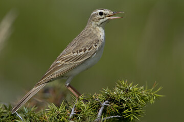 Tawny Pipit, Duinpieper, Anthus campestris