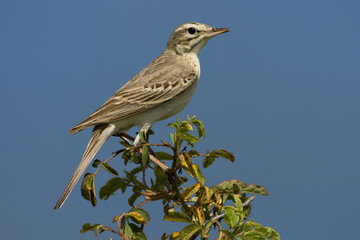 Tawny Pipit, Duinpieper, Anthus campestris