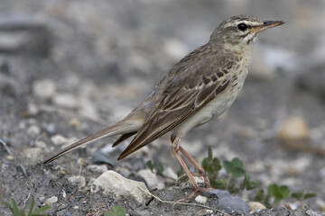 Tawny Pipit, Duinpieper, Anthus campestris