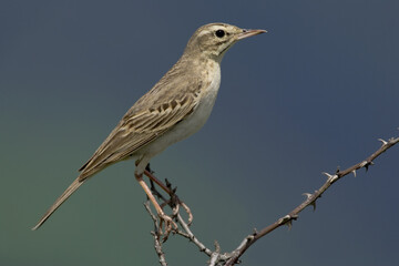 Tawny Pipit, Duinpieper, Anthus campestris