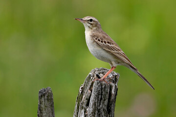 Fototapeta premium Duinpieper; Tawny Pipit; Anthus campestris