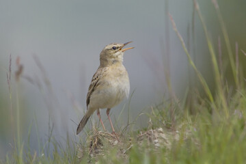 Fototapeta premium Tawny Pipit, Duinpieper, Anthus campestris