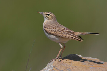 Duinpieper, Tawny Pipit, Anthus campestris