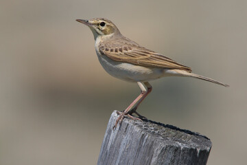 Duinpieper, Tawny Pipit, Anthus campestris
