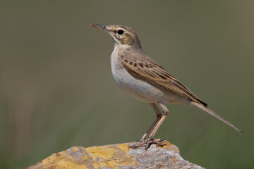 Duinpieper, Tawny Pipit, Anthus campestris