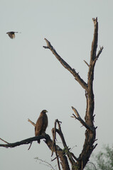 Crested serpent eagle Spilornis cheela at the bottom and black drongo Dicrurus macrocercus at the top. Keoladeo Ghana. Bharatpur. Rajasthan. India.