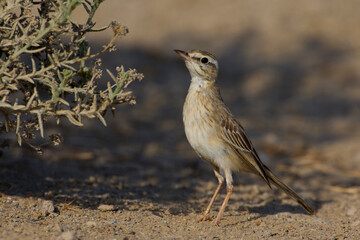Duinpieper, Tawny Pipit, Anthus campestris