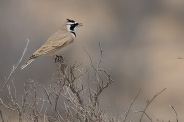 Temmincks Strandleeuwerik, Temminck's Lark, Eremophila bilopha