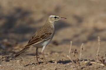 Duinpieper, Tawny Pipit, Anthus campestris