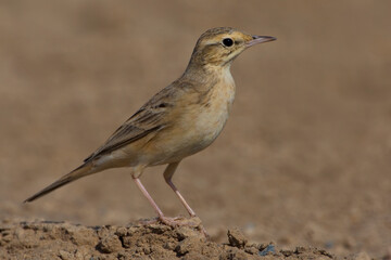 Duinpieper, Tawny Pipit, Anthus campestris