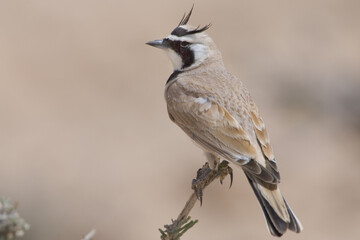 Temmincks Strandleeuwerik, Temminck's Lark, Eremophila bilopha