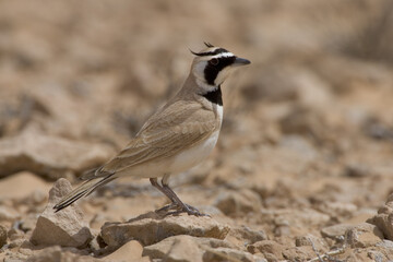 Temminck's Strandleeuwerik, Temmincks Lark, Eremophila bilopha